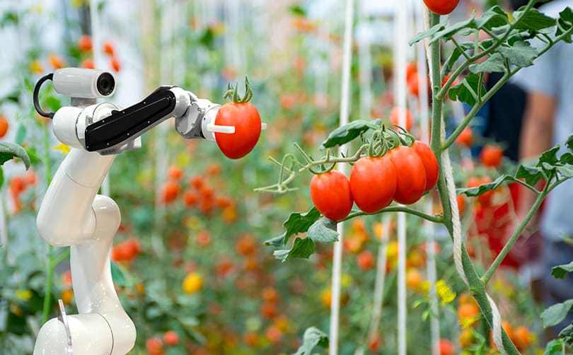 who-we-are-innovation-kerioth robot picking tomatoes off a plant in an indoor farm